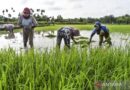 Percepatan lahan sawah dilindungi dimulai Maret 2026, cek 12 provinsi sasarannya – Detik Kini