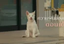 Sinopsis Film Gohan, Drama Tentang Anjing yang Mengaduk Emosi – Detik Kini