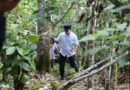 Pemkab Lamsel tanam bibit pohon di Gunung Rajabasa cegah bencana – Detik Kini