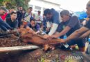 Bulog salurkan 65 ekor hewan kurban pada Idul Adha 1447 H – Detik Kini