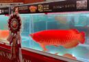 KKP dorong ikan arwana RI mendunia lewat kontes internasional – Detik Kini