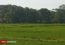 Lokasi Alun-Alun Kepanjen Dipersoalkan, Sawah Produktif Jadi Sorotan – Detik Kini